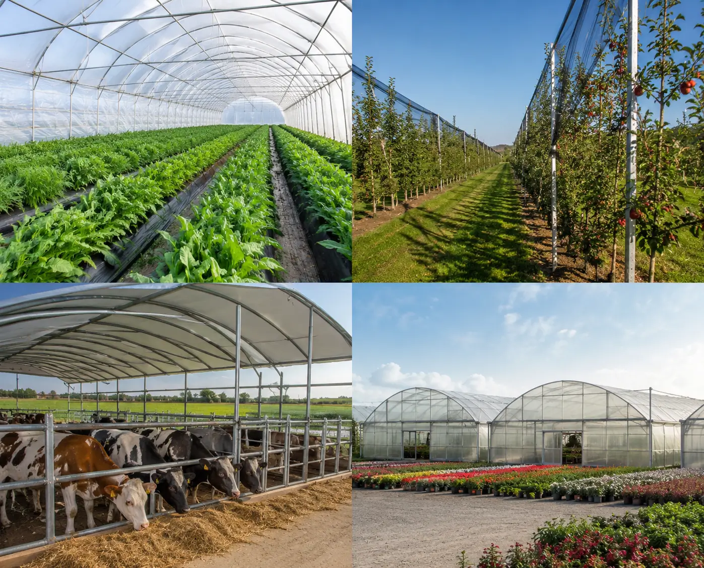 Ingénieur agricole présentant un projet de structure galvanisée à un agriculteur dans une exploitation au Maroc.